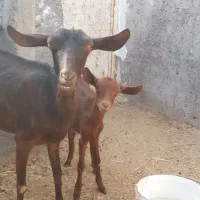 بزوبزغاله نژاد مرغوب