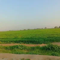 زمین زراعتی جهت کاشت گندم