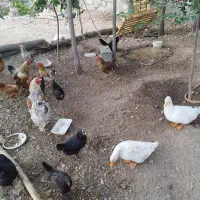 فروش ویژه مرغ و خروس ۱۷ قطعه مرغ، خروس و اردک سالم