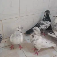 کفتر
