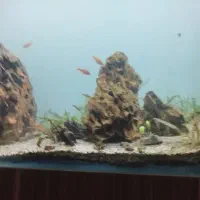 بیست عدد ماهی گوپی با بچش