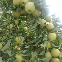 فروش سیب درختی
