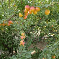 باغچه نقلی ۱۲۰۰ متر با درختان مثمر، بوئین زهرا،شال|فروش زمین و ملک کلنگی|شال, |دیوار