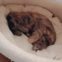 واگذاری بچه گربه