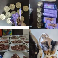 پانسیون گربه حرفه ای(تخفیفات پایان تابستان)|خدمات پیشه و مهارت|تهران, سیزده آبان|دیوار