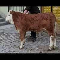 فروش گوساله های سیمینتال جنس بالا