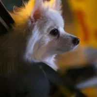 سگ پامر|سگ|خرمآباد, |دیوار