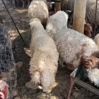 ۹ عدد بره سفید