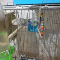 طوطی|پرنده|سنندج, |دیوار