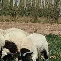 کهره فروشی|حیوانات مزرعه|سیرجان, |دیوار