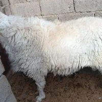 قوچ مری اصل|حیوانات مزرعه|جزنیک, |دیوار