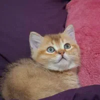 گربه های اشرافی