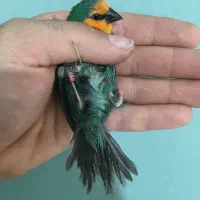 فروش فنچ|پرنده|فولادشهر, B5|دیوار