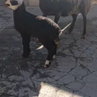 میش و بره نازار