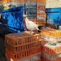 جوجه بوقلمون بیوتی سیکس|حیوانات مزرعه|تربتحیدریه, بالا ولایت|دیوار