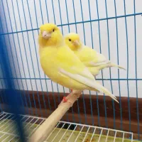 قناری نر و ماده|پرنده|اصفهان, هفتون|دیوار