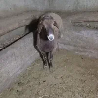 قصاب وسلاخ مجرب صفرتاصد|خدمات پذیرایی، مراسم|همدان, |دیوار