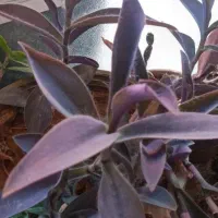 گل خانه|گل و گیاه طبیعی|آذرشهر, |دیوار