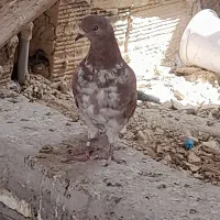 ماده گرگی پربازی