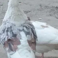 پلنگ نر فقط و فقط معاوضه با جفت تهرانی|پرنده|بروجرد, |دیوار