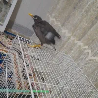 جوجه مینا دستی و رام|پرنده|تربت جام, یحیی آباد|دیوار