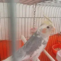 عروس هلندی سخن گو