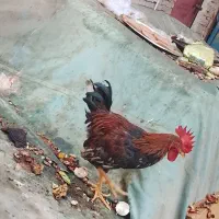 سلام
