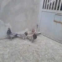 کبوتر|پرنده|قم, دروازه ری|دیوار
