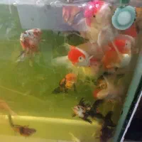 ماهی مولد درشت شکم پر