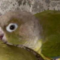گمشده