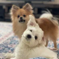 سگ پامرانین و شیتزو|سگ|مشهد, آبکوه|دیوار