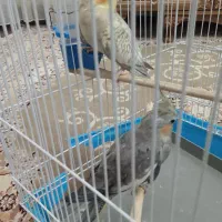 عروس هلندی مادر و بچه|پرنده|فردیس, سپید دشت|دیوار