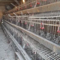 قفس مرغ تخمگذار|لوازم جانبی حیوانات|مشهد, محمدآباد|دیوار