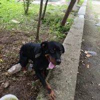 واگذاری سگ اصیل رودفایلر