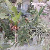 فروش گل و گیاه آپارتمانی و زینتی|گل و گیاه طبیعی|رشت, فلسطین|دیوار