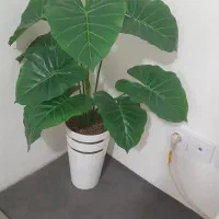گل بابا آدم مصنوعی