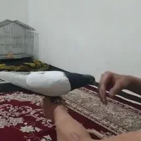 باسلام نر سینه سیاه دستی دنبال موتور ماشین پاک پاک|پرنده|کرمان, |دیوار