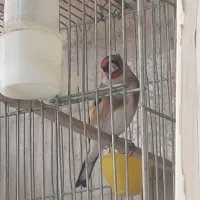 سهره نر و ماده