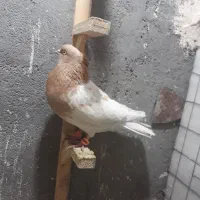 بلوار توس کفتر جفتگاه|پرنده|مشهد, شهرک صنعتی توس|دیوار