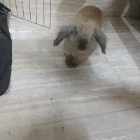 خرگوش بامزه وسالم واگزار میشود|موش و خرگوش|کیش, |دیوار