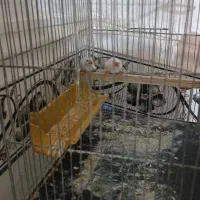 یک‌جفت‌فنچ