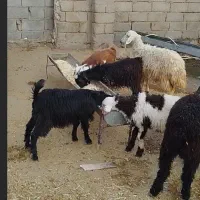 ۲عدد بره ماده و ۱ عدد بره نر و۳ عدد بزغاله نر