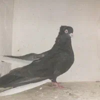 کبوتر|پرنده|لیلان, |دیوار