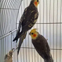 عروس هلندی مرواریدی سیامون