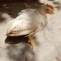 جوجه مرغ و خروس