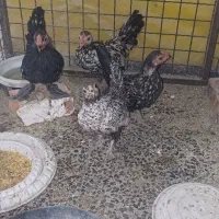 خروس و مرغ نژاد دار ۴تا جوجه پاپر مینیاتوری|حیوانات مزرعه|شهریار, شهرک مصطفی خمینی|دیوار