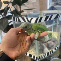 جوجه سرلاکی ملنگو (زیر قیمت همه جا) کاسکو شاه طوطی|پرنده|تهران, جیحون|دیوار