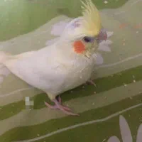عروس هلندی معاوضه