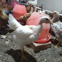 جوجه مرغ طاقچه