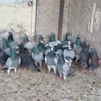 کفتر|پرنده|شیراز, دارالرحمه|دیوار